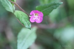 Oenothera rosea